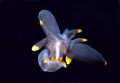   Thecacera Sp swimming Nudibranch  